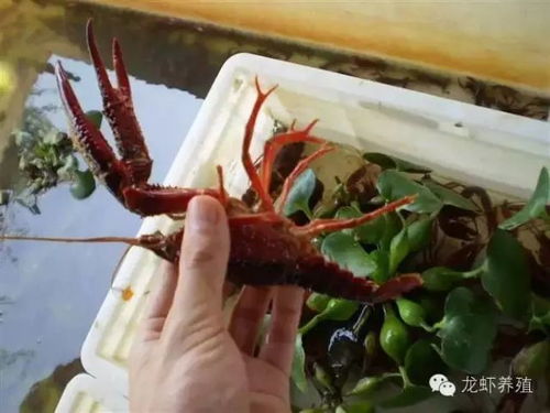 龍蝦 冲啊！costco野生龙虾🦞尾6只只要$54.93！ | 社区精选